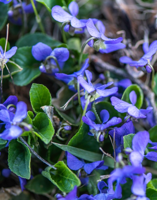 Close shot of purple flowers
