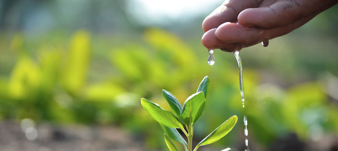 Person handwatering small plant