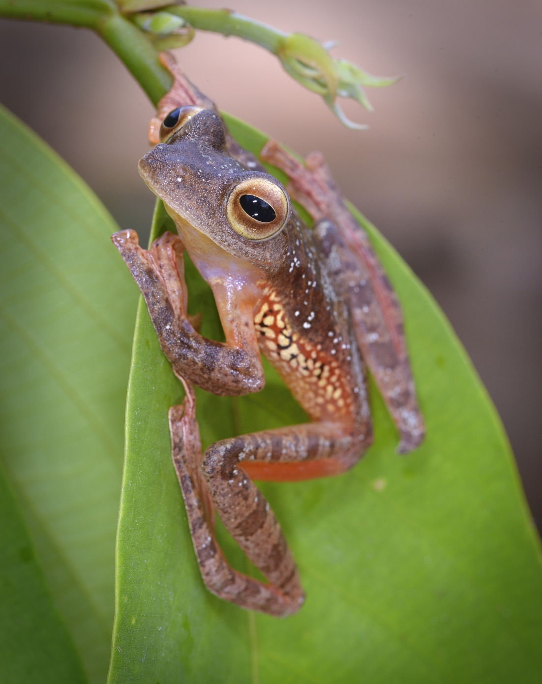 Biodiversity 