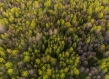 Forest from above 
