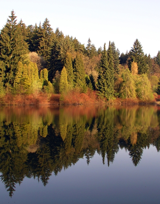 arboles en otoño 