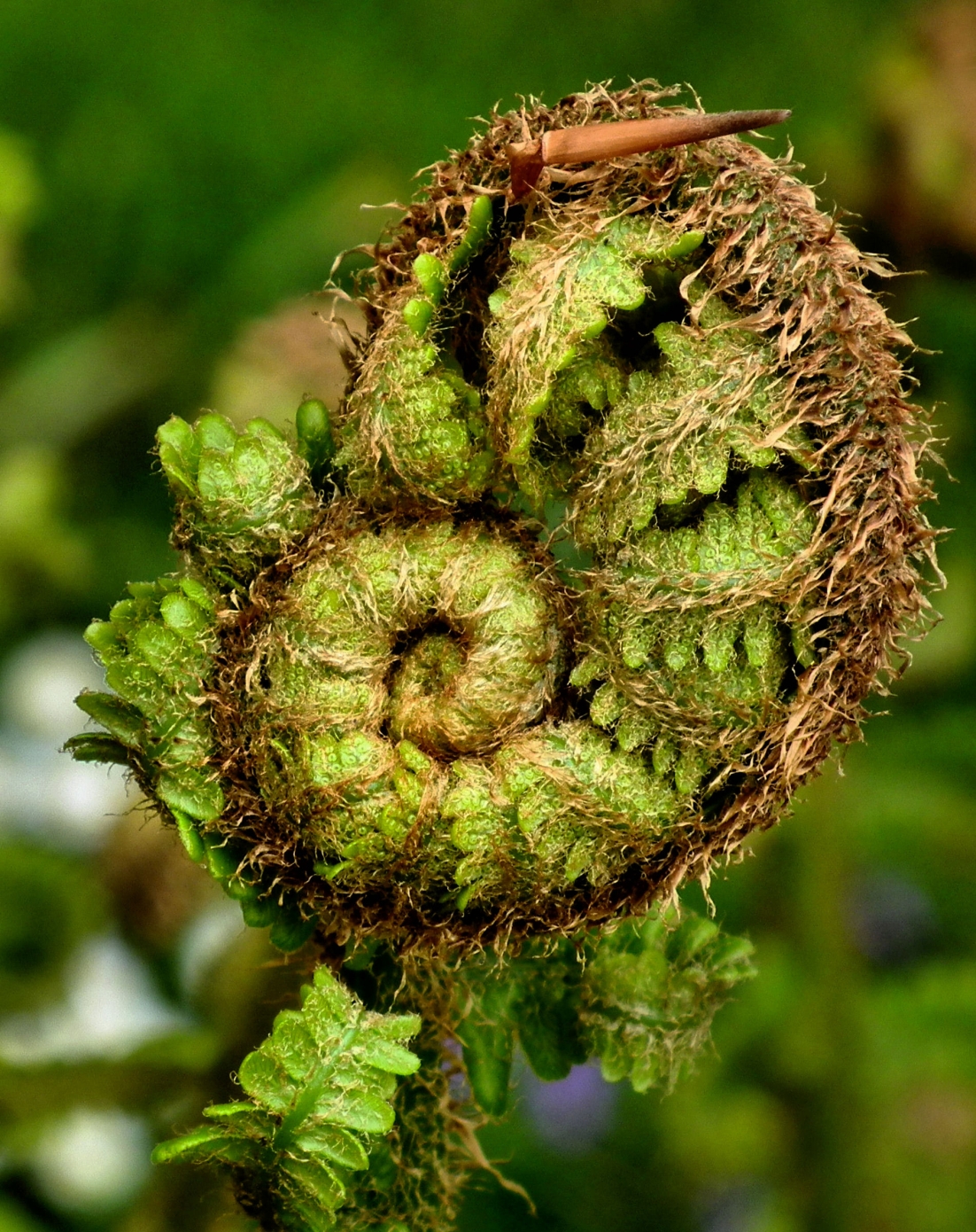 Fern
