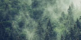 Fog coming through trees