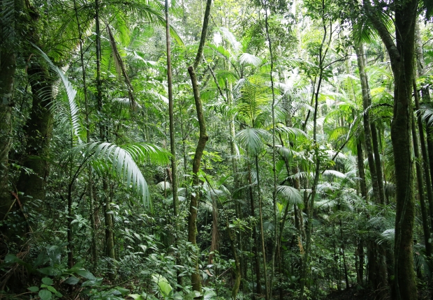 FSC certified forest in Brazil 