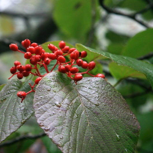 Bullberry plant