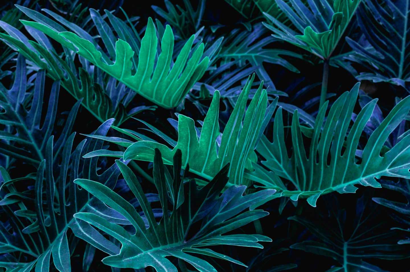 Close shot of plant leaves