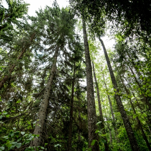  Wide angle shot of forest in Sweden