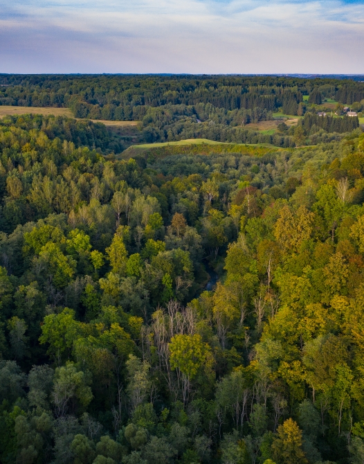 Green forest