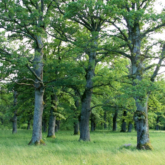 trees
