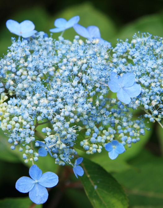 Close shot of mountain hydrangea serrata