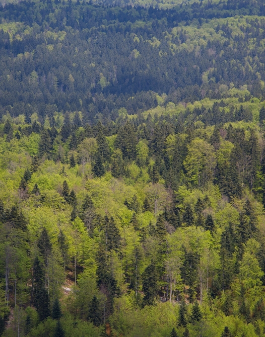 Aerial view of a forest