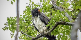 Bird on the tree