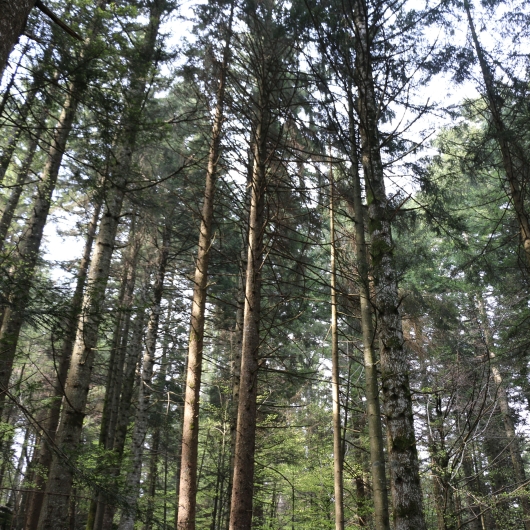 Shot of tall trees in Asiago forests, Vicenza province