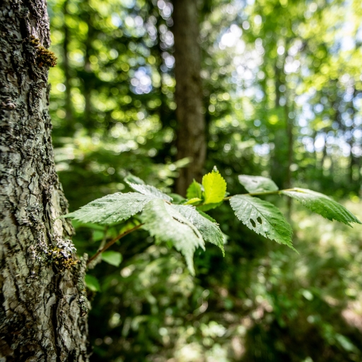 Close shot of a tree trunk