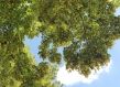 Blossoming lime tree