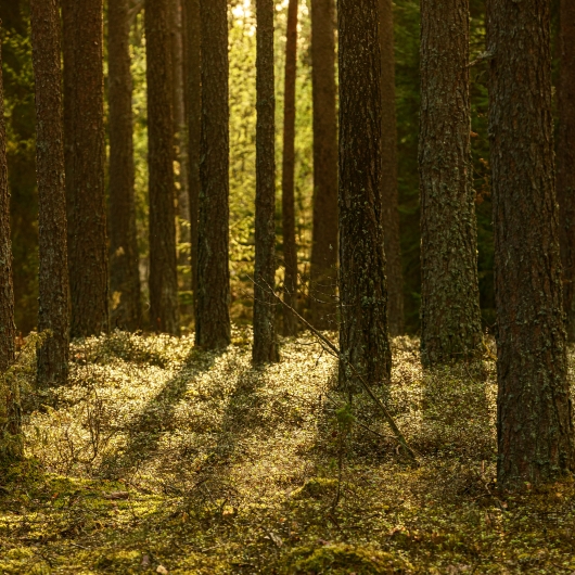 Mossy forest at sunset