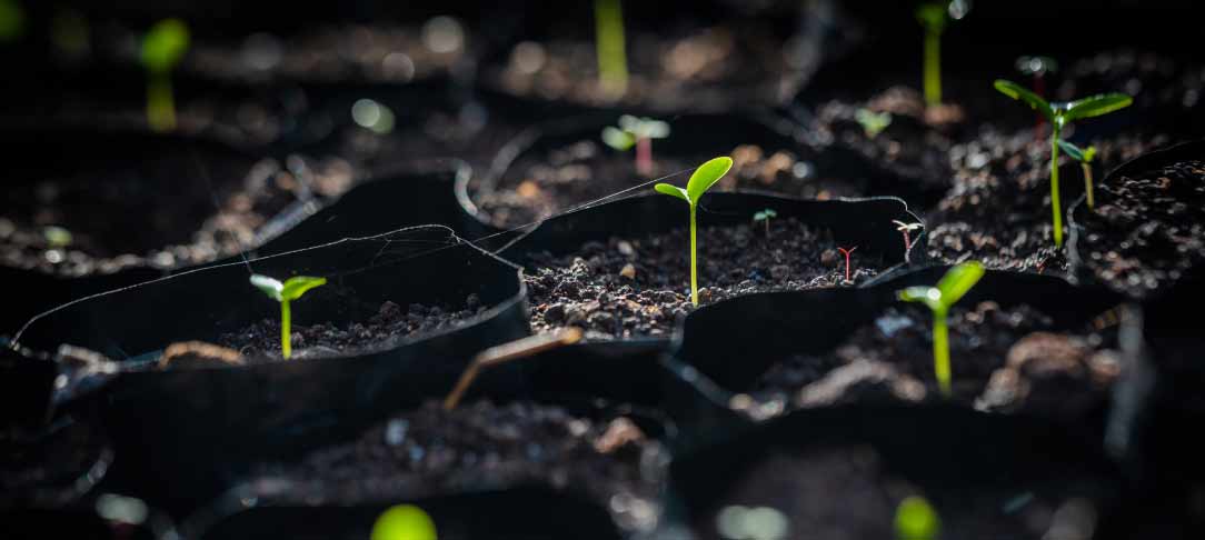 Green seedlings in dirt