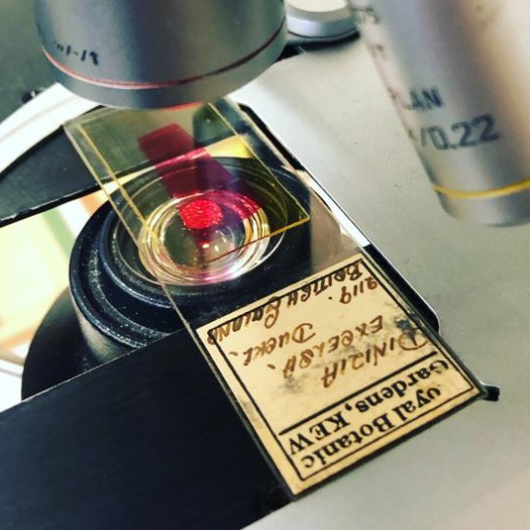 Microscope being used to review sample