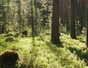 Sunshine in forest