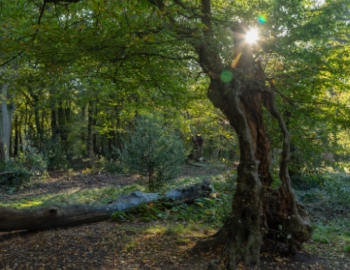 Sun shining through a forest