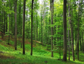 Shot of a forest