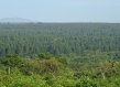 Plantation and natural forest in Uganda 