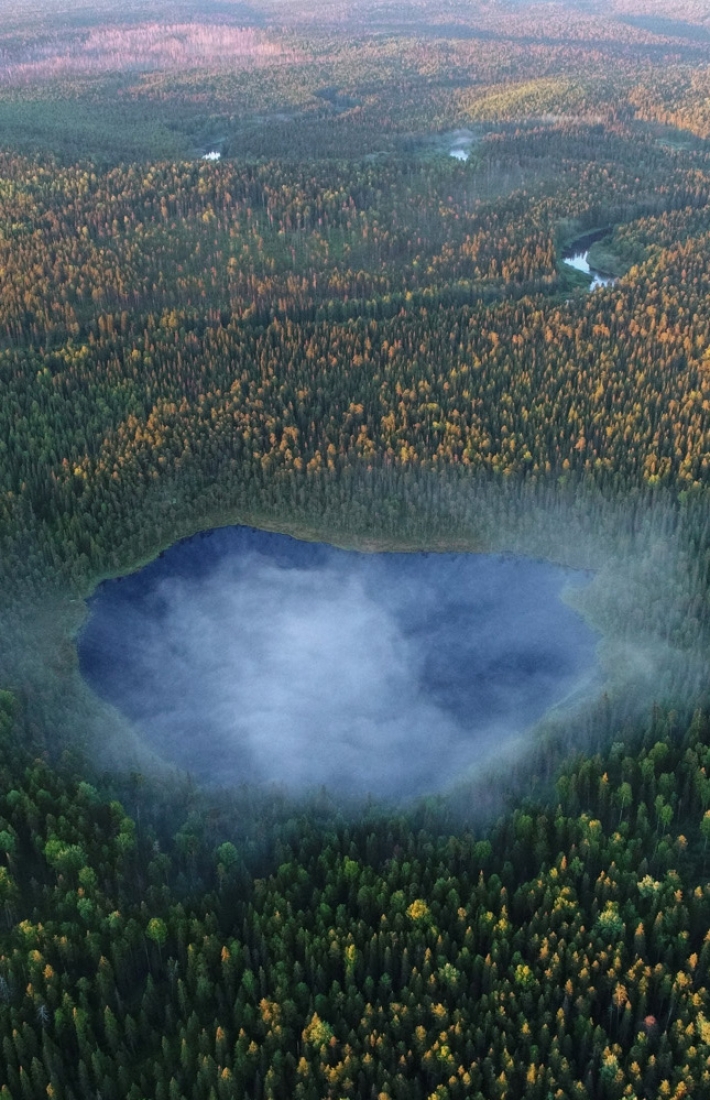 forest with a lake 
