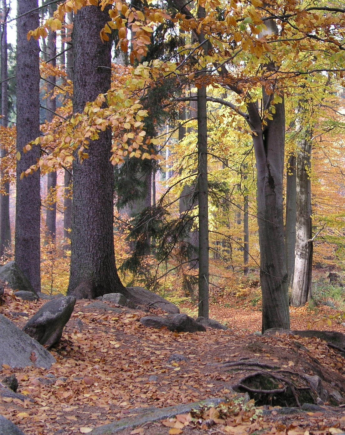trees in autumn 