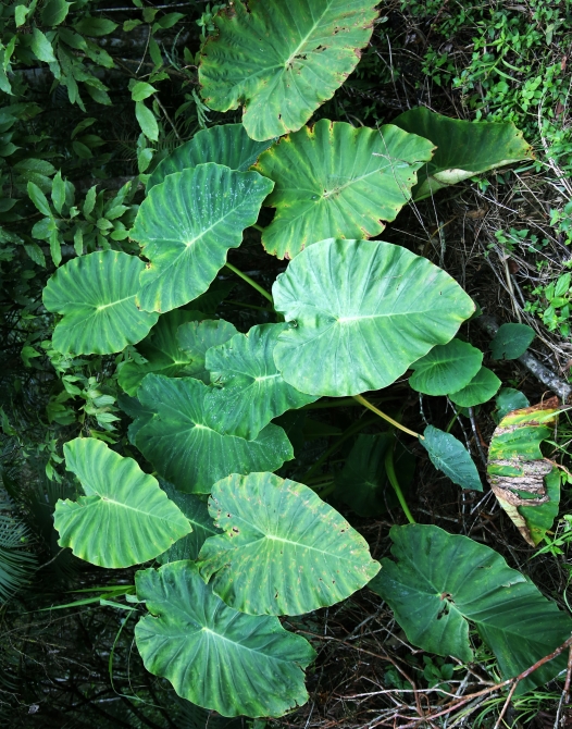 close-up of leaves in the forest