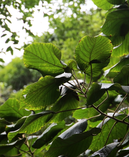 green tree plants