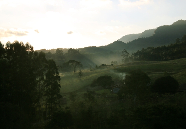 forest at sunrise