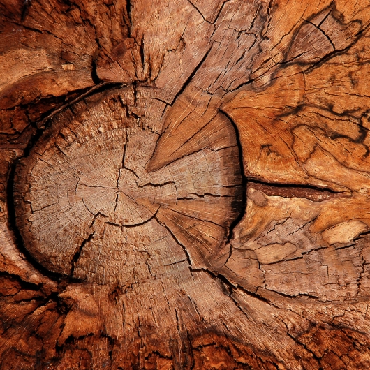 wood trunk