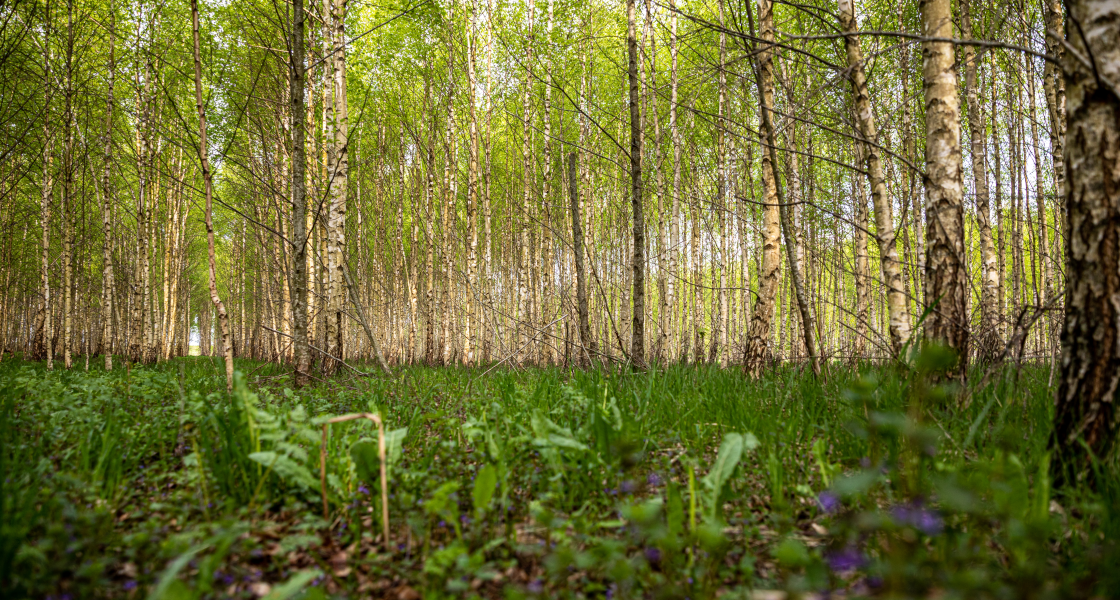 Lithuanian Forest