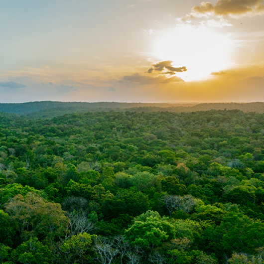 drone shot of mexican forest at sunset