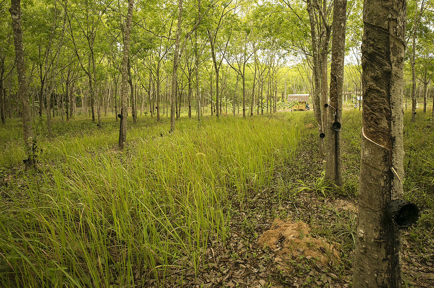 Rubber plantation